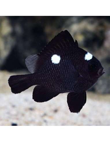 Three Spotted Fish (Dascyllus...