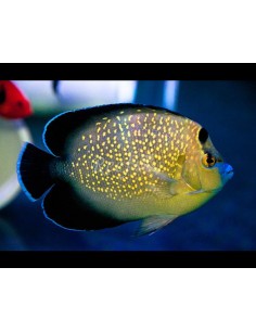Goldflake Angelfish...