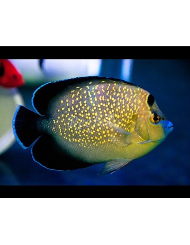 Goldflake Angelfish (Apolemichthys...