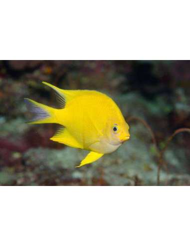 Yellow Damsel (Amblyglyphidodon Aureus)