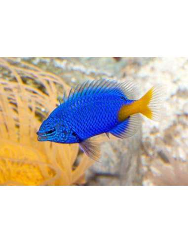 Yellowtail Damsel (Chrysiptera Parasema)