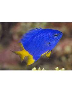 Yellowtail Damsel... 2