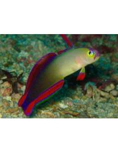 Elegant Firefish... 2