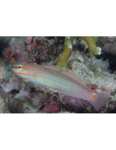 Orange Striped Goby (Amblygobius...