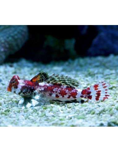 Red Scoter Blenny (Synchiropus...