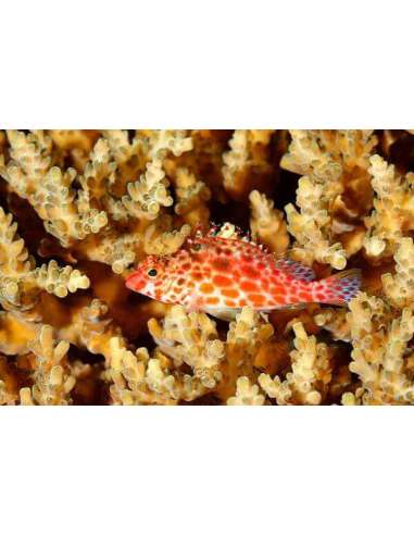 Coral Hawk Fish(Cirrhitichthys...