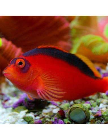 Flame Hawk(Neocirrhites Armatus)