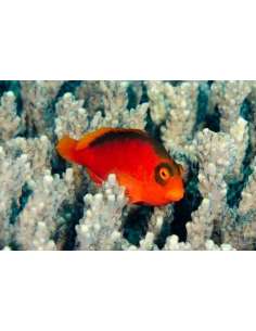 Flame Hawk(Neocirrhites... 2