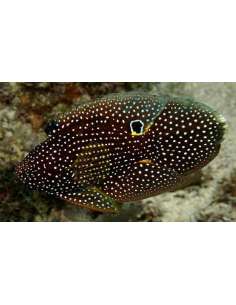 Marine Betta(Calloplesiops...