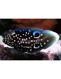 Marine Betta(Calloplesiops... 2