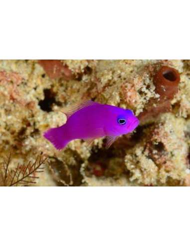 Strawberry (Purple)(Pseudochromis...