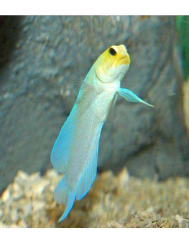 Yellow Head Jawfish - (Opistognathus...
