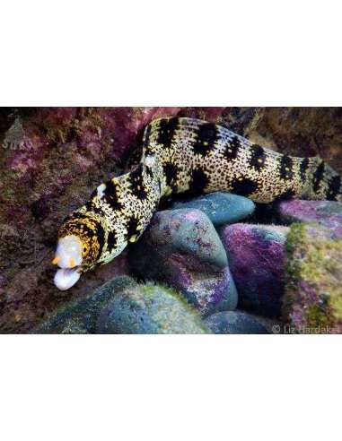 Snowflake Eel (Echidna Nebulosa)
