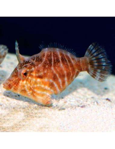 Tomentosus Filefish (Pervagor...