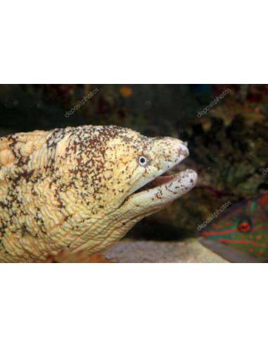 Kidako Moray (Gymnothorax Kidako)