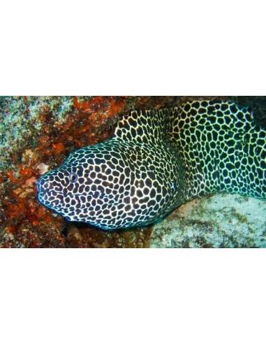 Tesselata Eel(Gymnothorax Favagineus)