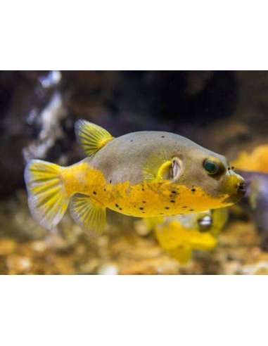 Dogface Puffer Yellow Belly (Arothron...