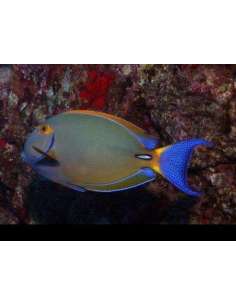 Bariene Surgeonfish... 2