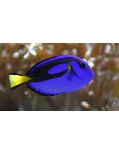 Blue Tang (Paracanthurus...