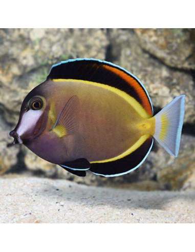 Powder Brown Tang (Acanthurus Japonicus)
