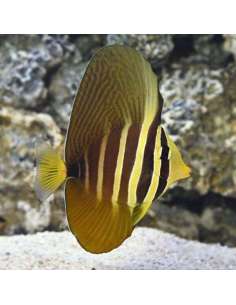 Sailfin Tang (Zebrasoma...