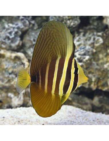 Sailfin Tang (Zebrasoma Veliferum)