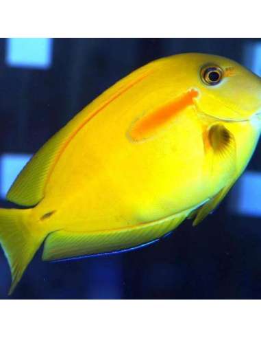 Yellow Surgeon Fish  (Acanthurus...