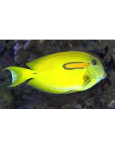 Yellow Surgeon Fish... 2