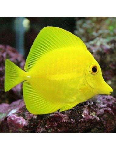 Yellow Tang (Zebrasoma Flavescens)