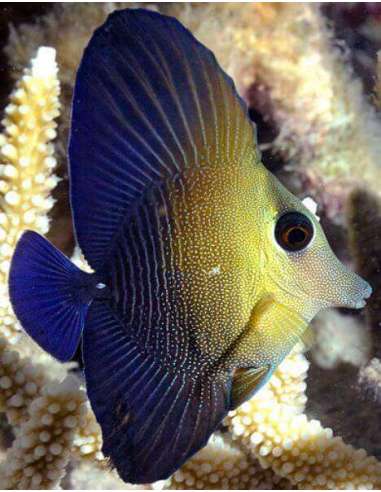 Brown Tang (Zebrasoma  Scopas )