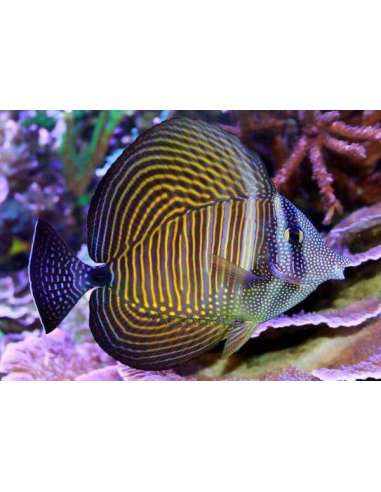 Desjardin'S Sailfin Tang (Zebrassoma...