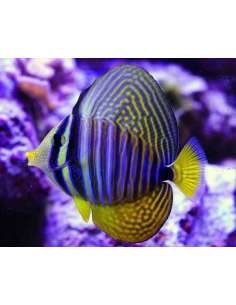Desjardin'S Sailfin Tang... 2