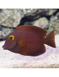 Kole Tang (Ctenochaetus...