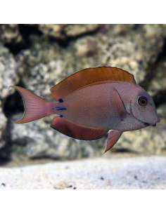 Lavender Tang (Acanthurus...