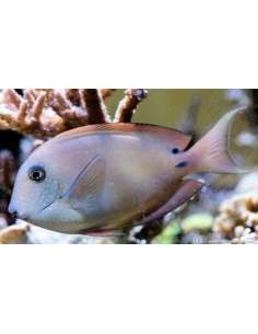 Lavender Tang (Acanthurus... 2