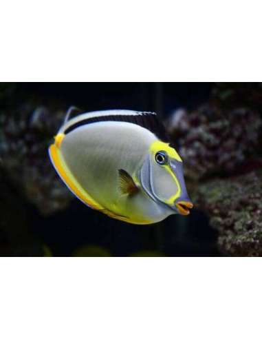 Naso Tang (Naso Lituratus)