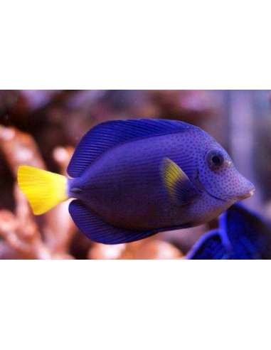 Purple Tang - (Zebrasoma Xanthurum)