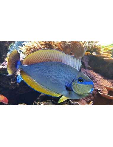 Vlamingii Tang (Naso Vlamingii)