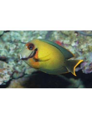 Yellow Tang (Acanthurus Pyroferus)