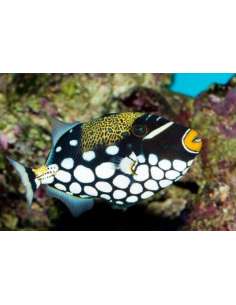 Clown Trigger (Balistoides...