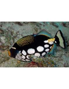 Clown Trigger (Balistoides... 2