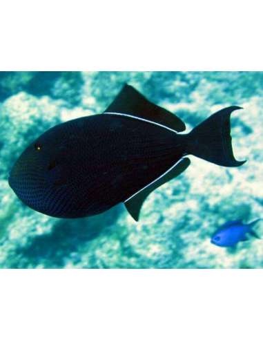 Black/Queen Trigger (Odonus Biger)