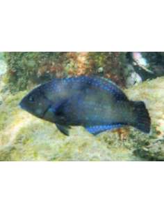 Black Wrasse (Halichoeres...
