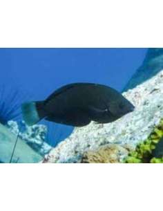 Black Wrasse (Halichoeres... 2