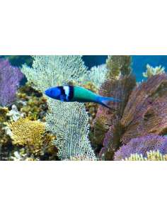 Blue Head Wrasse...