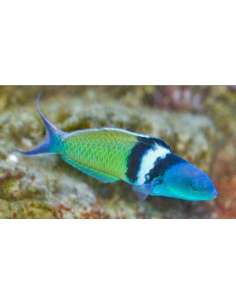 Blue Head Wrasse... 2