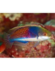 Blue Side Wrasse... 2