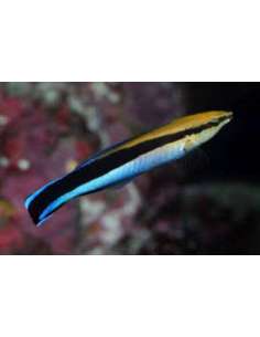 Bluestreak Cleaner Wrasse...