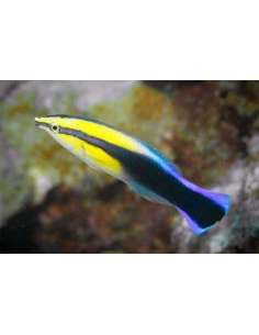 Bluestreak Cleaner Wrasse... 2