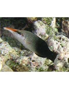 Brown Bird Wrasse (hembra)...